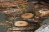 Satyrium pruni: Eggs (S-Germany, Memmingen, December 2022) [M]