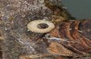 Satyrium pruni: Hatching egg (e.o., S-Germany, Memmingen, 2023) [S]