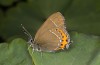 Satyrium pruni: Female (e.o., S-Germany, Memmingen, 2023) [S]