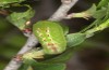 Satyrium pruni: Larva L4 (e.o., S-Germany, Memmingen, 2023) [S]