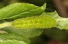 Satyrium pruni: Larva L4 (Romania, Timisoara, 01. May 2021) [M]