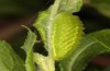 Satyrium pruni: Larva L4 (Romania, Timisoara, 01. May 2021) [M]