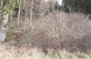 Satyrium pruni: Larval habitat in a blackthorn-rich woodland edge (S-Germany, Memmingen, January 2023) [N]