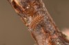Satyrium pruni: Larva L1 (e.o., S-Germany, Memmingen, 2023) [S]