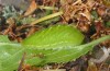 Satyrium pruni: Larva L4 (S-Germany, Heidenheim/Brenz, 01. May 2009) [M]