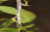Satyrium pruni: Prepupa (e.o., S-Germany, Memmingen, 2023) [S]