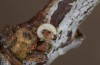 Satyrium pruni: Hatching egg (e.o., S-Germany, Memmingen, 2023) [S]