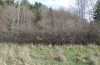 Satyrium pruni: Larval habitat in a blackthorn-rich woodland edge (S-Germany, Memmingen, January 2023) [N]