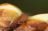 Satyrium pruni: Larva L1 eats itself into a flower bud (e.o., S-Germany, Memmingen, 2023) [S]