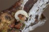 Satyrium pruni: Hatching egg (e.o., S-Germany, Memmingen, 2023) [S]