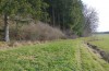 Satyrium pruni: Larval habitat in a blackthorn-rich woodland edge (S-Germany, Memmingen, January 2023) [N]