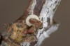 Satyrium pruni: Hatching egg (e.o., S-Germany, Memmingen, 2023) [S]