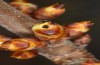 Satyrium pruni: Larva L1 has eaten itself into a flower bud (e.o., S-Germany, Memmingen, 2023) [S]