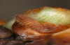 Satyrium pruni: Larva L1 (e.o., S-Germany, Memmingen, 2023) [S]