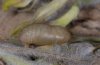Polyommatus pylaon: Puppe [S]