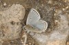 Polyommatus pyrenaicus: Männchen (NW-Spanien, Picos de Europa, Casetón de Ándara, 1730m, Anfang Juli 2016) [N]