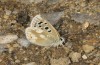 Polyommatus pyrenaicus: Männchen (NW-Spanien, Picos de Europa, Casetón de Ándara, 1730m, Anfang Juli 2016) [N]