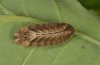 Quercusia quercus: Larva [M]