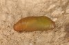 Polyommatus ripartii: Pupa (e.l. rearing, Greece, Chelmos mountains, larva in late May 2017) [S]