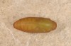 Polyommatus ripartii: Puppe (e.l. Chelmos, Raupe Ende Mai 2017) [S]