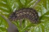 Laeosopis roboris: Larva in last instar [S]