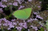 Callophrys rubi: Falter (Nordgriechenland, Mai 2011) [N]