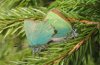 Callophrys rubi: Mating (Kanisfluh, Vorarlberg, W-Austria, May 2010) [N]