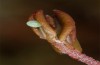 Callophrys rubi: Ei an Moosbeere (Isny, Ende Mai 2021) [N]