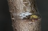Satyrium spini: Eier (Ostalb, Göppingen, 24. Dezember 2022) [S]