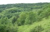 Satyrium spini: Habitat (Ostalb, Kaltes Feld, Anfang Juni 2005) [N]