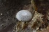 Satyrium spini: Ei (Ostalb, Göppingen, 24. Dezember 2022) [M]