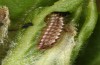 Satyrium spini: L1-Raupe (e.o. Ostalb, Göppingen, 2023) [S]