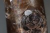 Satyrium spini: Ei (Ostalb, Göppingen, 24. Dezember 2022) [M]