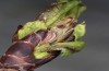 Satyrium spini: L2-Raupe (e.o. Ostalb, Göppingen, 2023) [S]