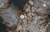 Satyrium spini: Ei (Ostalb, Göppingen, 24. Dezember 2022) [M]