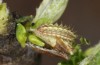 Satyrium spini: L2-Raupe (e.o. Ostalb, Göppingen, 2023) [S]