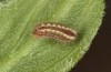 Satyrium spini: L2-Raupe (e.o. Ostalb, Göppingen, 2023) [S]