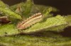 Satyrium spini: L2-Raupe (e.o. Ostalb, Göppingen, 2023) [S]