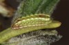 Satyrium spini: L2-Raupe (e.o. Ostalb, Göppingen, 2023) [S]