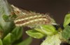 Satyrium spini: L2-Raupe (e.o. Ostalb, Göppingen, 2023) [S]