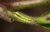 Satyrium spini: L2-Raupe (e.o. Ostalb, Göppingen, 2023) [S]