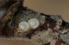 Satyrium spini: Eier (Ostalb, Göppingen, 24. Dezember 2022) [M]