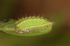 Satyrium spini: L3-Raupe (e.o. Ostalb, Göppingen, 2023) [S]