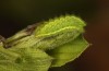 Satyrium spini: L3-Raupe (e.o. Ostalb, Göppingen, 2023) [S]
