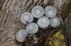 Satyrium spini: Eier (Ostalb, Göppingen, 24. Dezember 2022) [S]