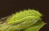 Satyrium spini: L3-Raupe (e.o. Ostalb, Göppingen, 2023) [S]