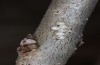 Satyrium spini: Eier, großteils parasitiert, Parasitoid bereits geschlüpft (Schwäbische Alb, Münsingen, 10. Dezember 2022) [S]