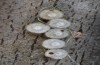 Satyrium spini: Eier, großteils parasitiert, Parasitoid bereits geschlüpft (Schwäbische Alb, Münsingen, 10. Dezember 2022) [S]