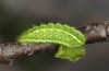 Satyrium spini: L3-Raupe (e.o. Ostalb, Göppingen, 2023) [S]