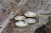 Satyrium spini: Eier, großteils parasitiert, Parasitoid bereits geschlüpft (Schwäbische Alb, Münsingen, 10. Dezember 2022) [S]